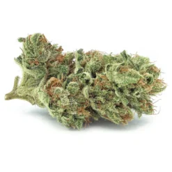 Tantalus Labs Serratus New Arrivals