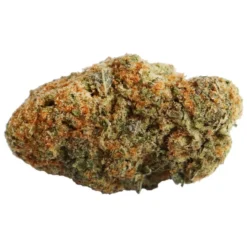 Calyptra Light The Snack Pack