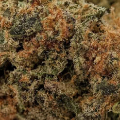 Calyptra Light The Snack Pack