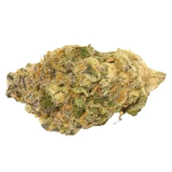 Wagners New Arrivals Tiki Rain