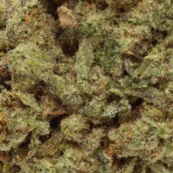 Wink Titanimal New Arrivals 7 Wink Titanimal New Arrivals