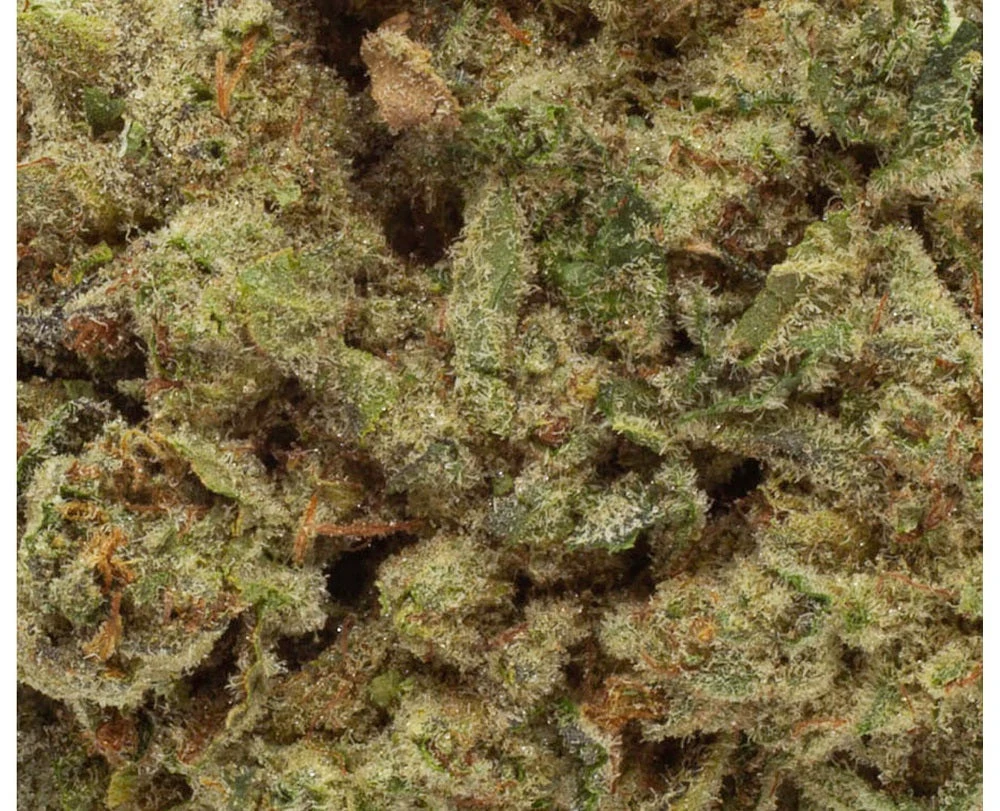 Wink Titanimal New Arrivals 5 Wink Titanimal New Arrivals