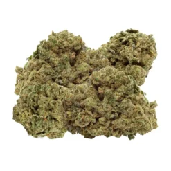 Wink Titanimal New Arrivals