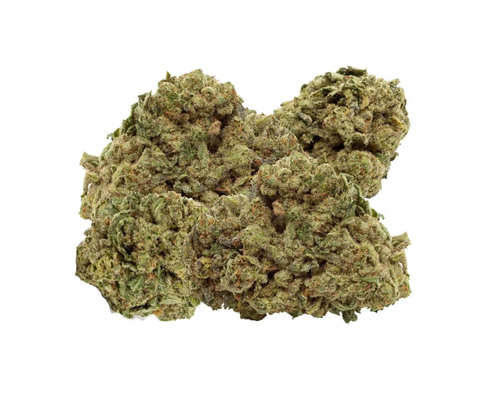 Wink Titanimal New Arrivals 4 Wink Titanimal New Arrivals