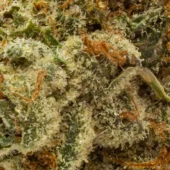 Wink New Arrivals Tunaaaaroom Rntz Muffins 7 Wink New Arrivals Tunaaaaroom Rntz Muffins