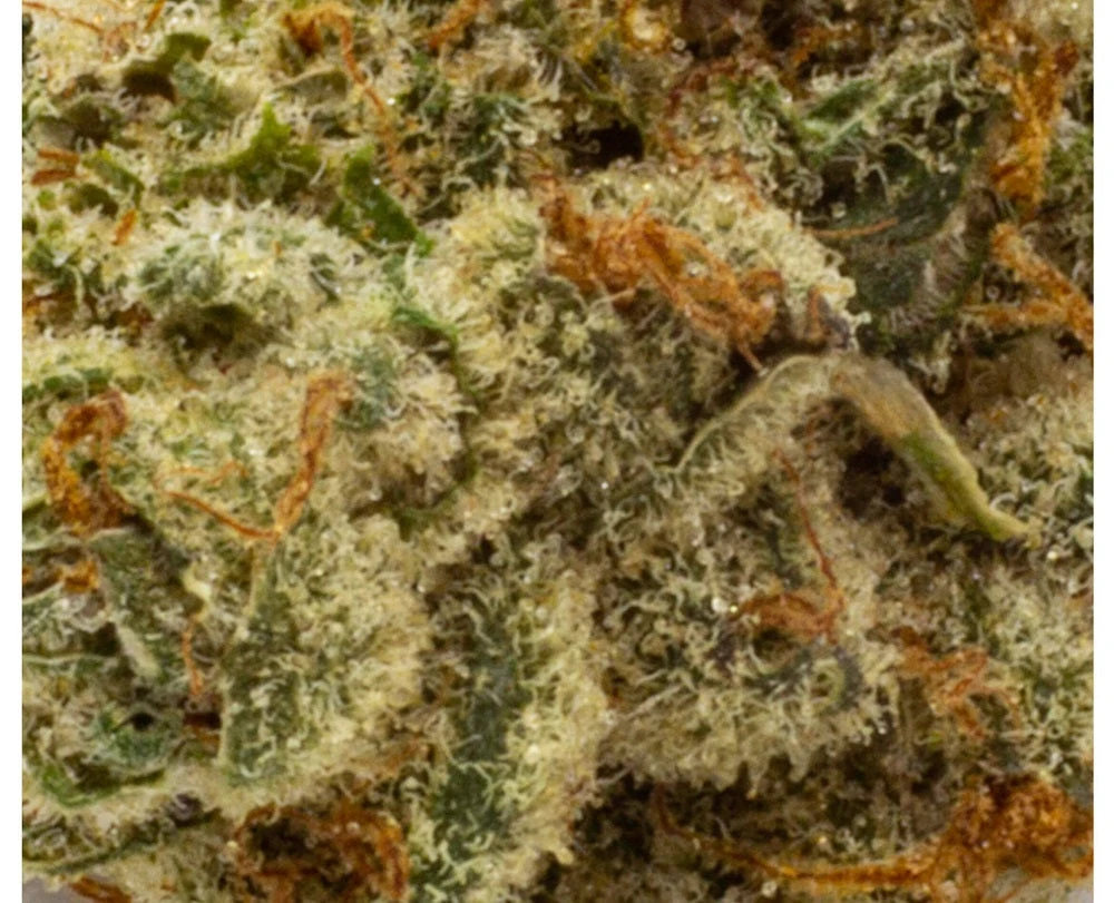 Wink New Arrivals Tunaaaaroom Rntz Muffins 5 Wink New Arrivals Tunaaaaroom Rntz Muffins