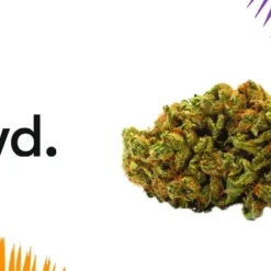 New Arrivals Twd Indica