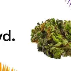 New Arrivals Twd Sativa