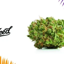 Tweed Bakerstreet (Hindu Kush) New Arrivals