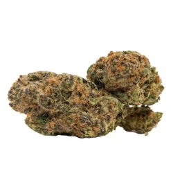 Violet Tourist Super Black Cherry Punch New Arrivals