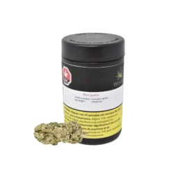 New Arrivals Weed Me Blue Iguana