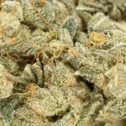 New Arrivals Weed Me Blue Iguana