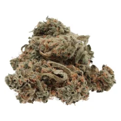 Wink Cookies And Cream New Arrivals