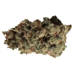 Wink Secret Formula New Arrivals