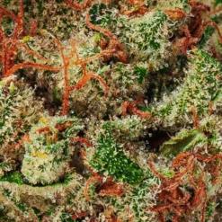 BOLD ZKTLZ Glue 7 BOLD ZKTLZ Glue