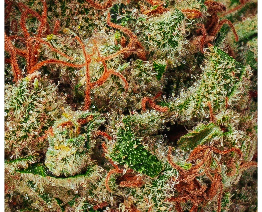 BOLD ZKTLZ Glue 5 BOLD ZKTLZ Glue