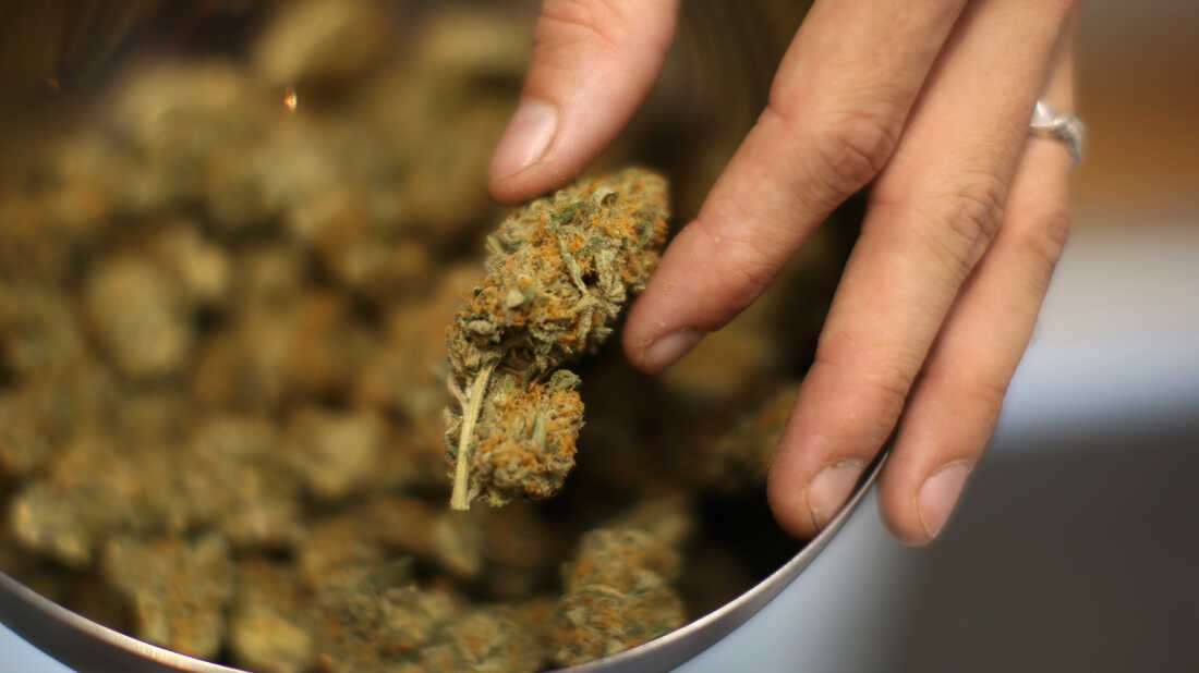 Cannabis Shop 36 Cannabis Shop -Cannabis Shop highthc wide 931e7a5f9ac0b9e73d25e5a9a74f9564374b1f01